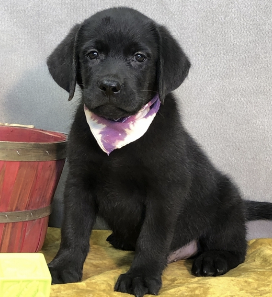 comprar cachorros sanos, baratos y asequibles para la venta